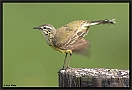 Gele Kwikstaart, Blue-headed Wagtail, Motacilla flava Location: Ommen, the Netherlands gele kwikstaart DSC 0252-01 kopie
